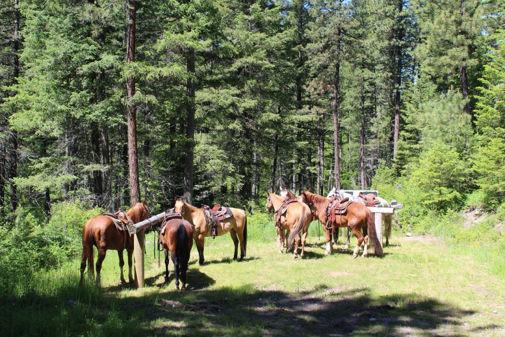 Some of the 100 or so horses at Flathead Lake Ranch resting on a trail ride