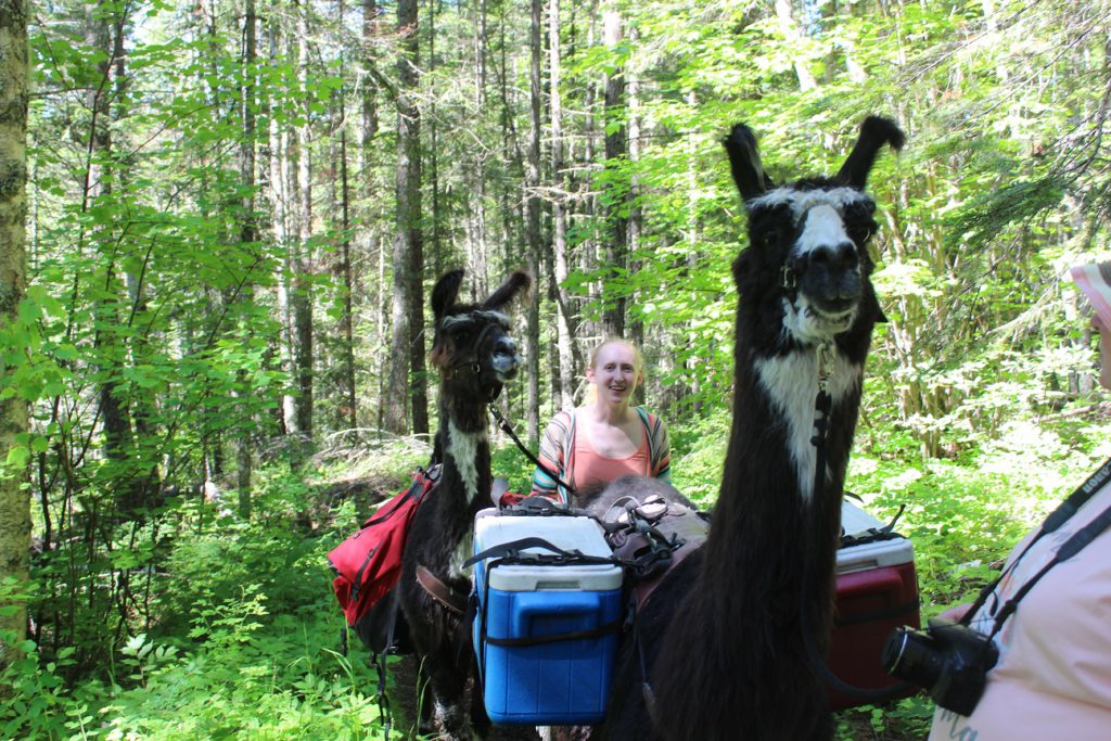 Meeting up with pack llamas on our hike to Bond Falls