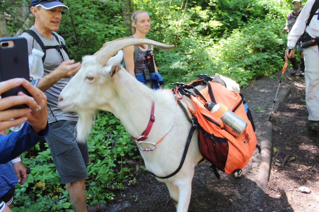 Meeting pack goats on our hike to Bond Falls