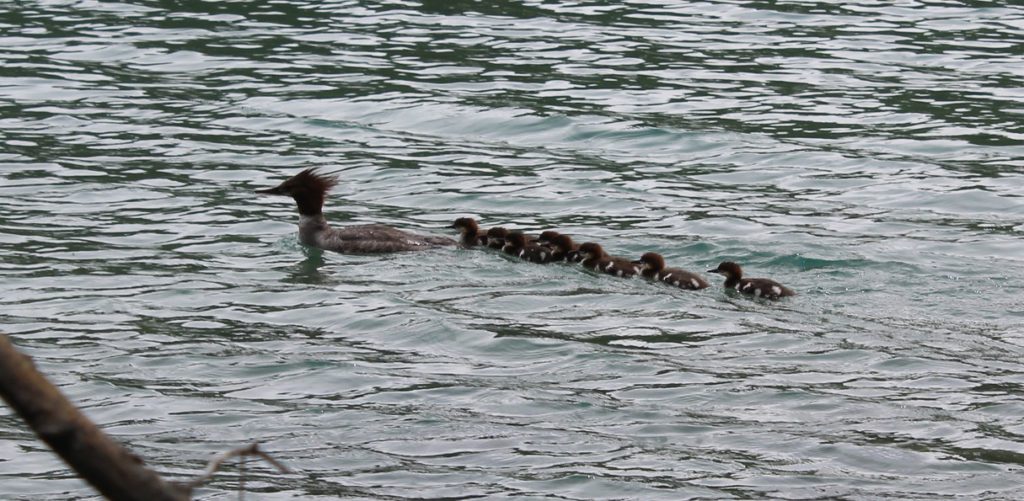 A family of ducks make their way along the shore of Kintla Lake