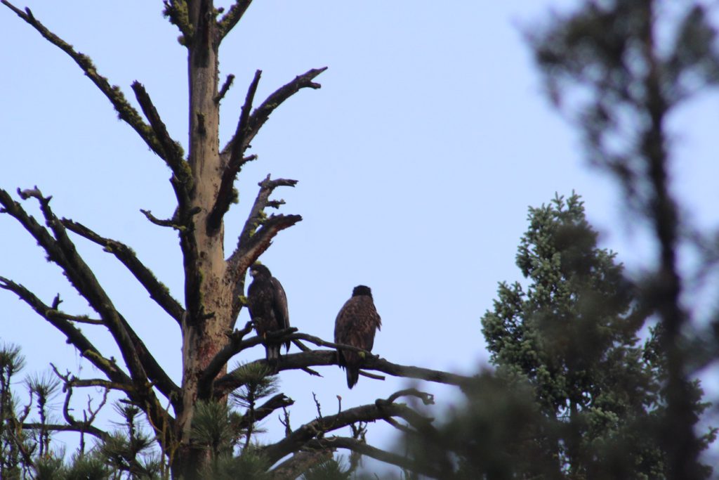 Yes, we found the bald eagle nest - two youngsters on alert