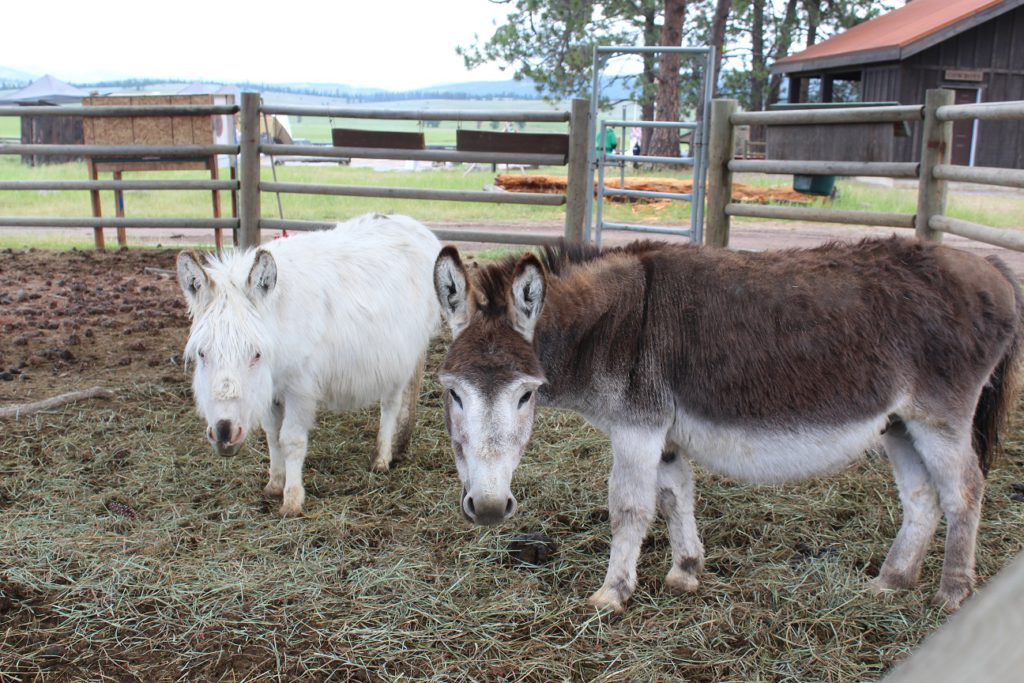 Miniature horses for the kids at Paws Up Resort