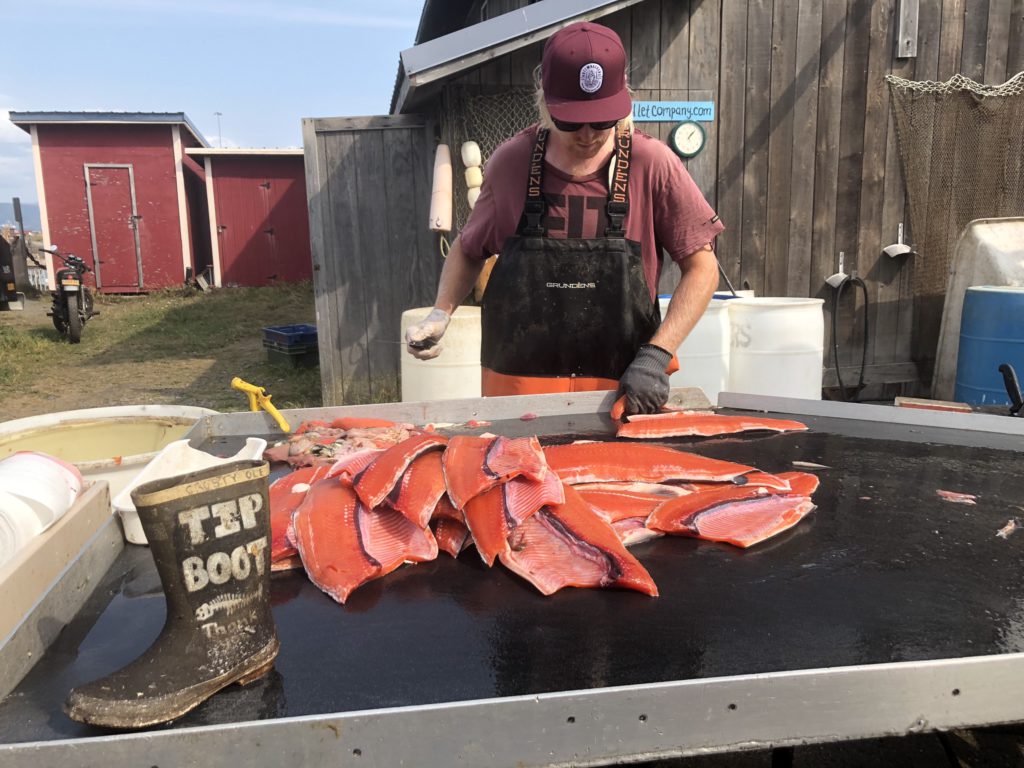 A fish processor in Homer working on a catch of salmon