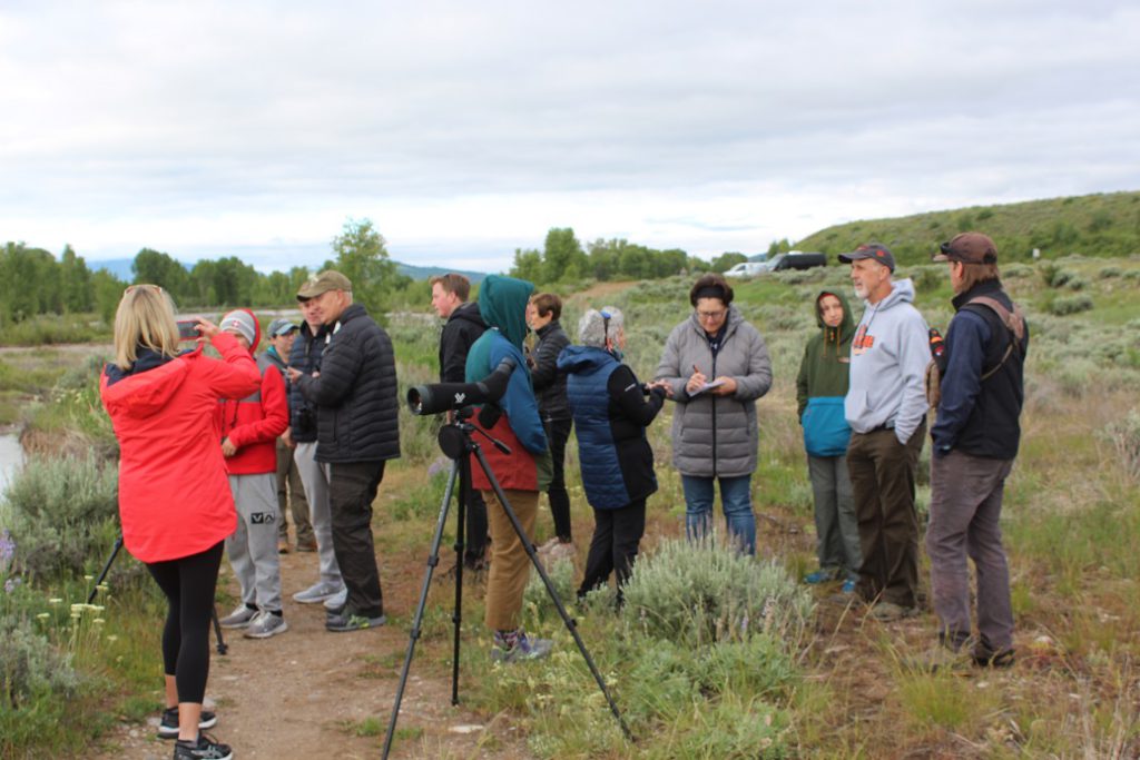 Moose sighting draws a small crowd in Grand Teton National Park - our guide Dawson Smith at far right