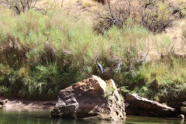 Better and best: Thoughts on our last day rafting the Grand Canyon