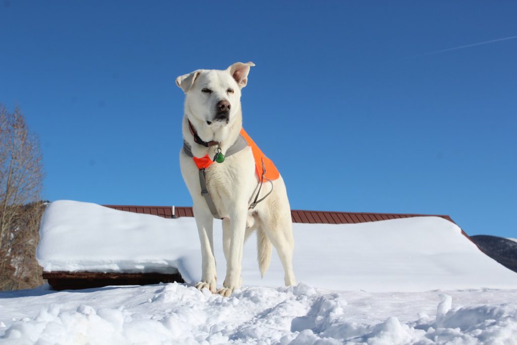 One of the two Vista Verde Ranch doggos - Buddy is king of the hill