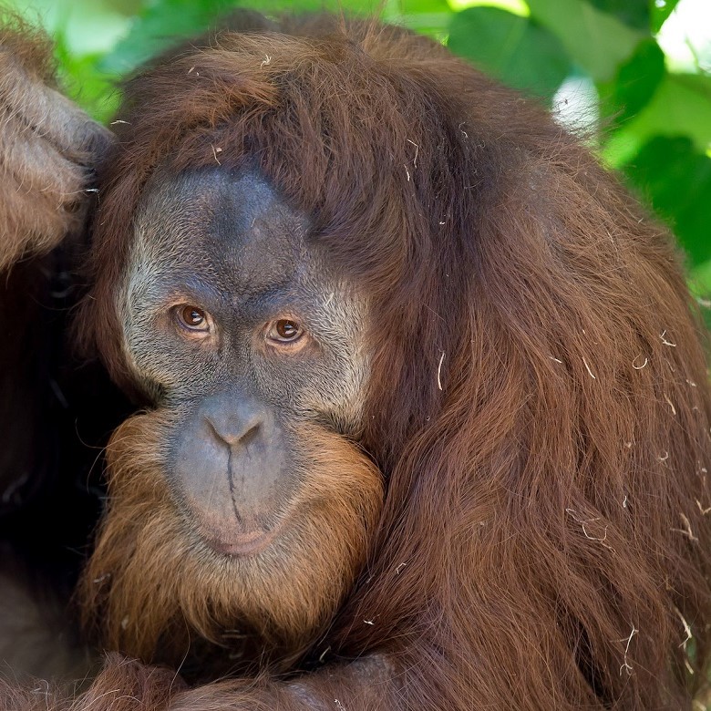 Orangutan at Woodland Park Zoo