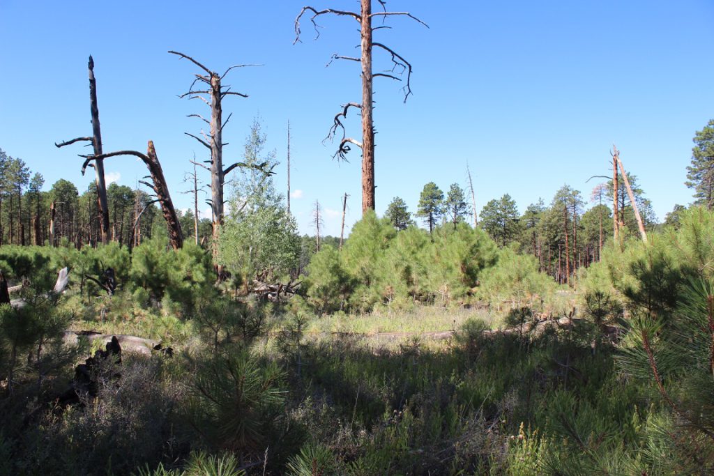 Out of the ashes of a recent fire - new growth in Grand Canyon National Park