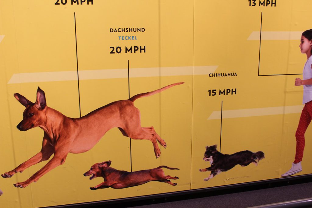 Are you faster than a chihuahua? At the Denver Museum of Nature and Science