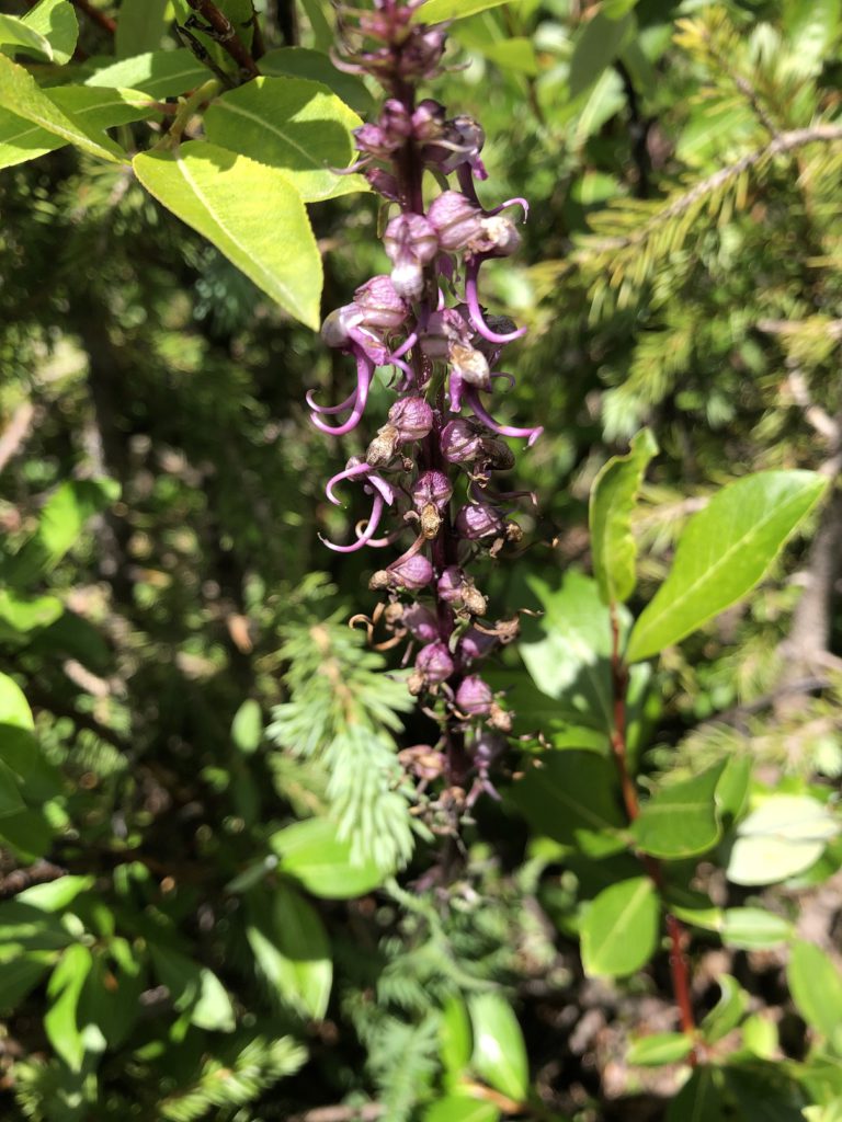 Elephant Head wildflowers - see the resemblance?