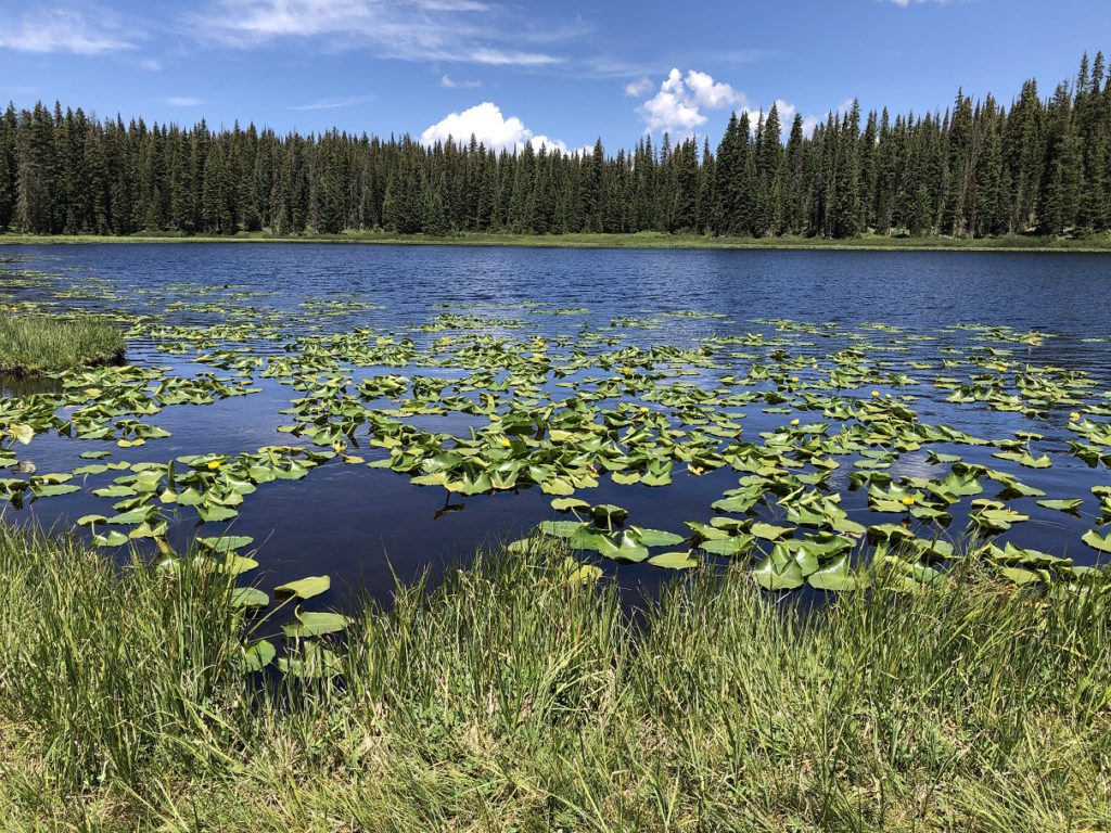 Lilly pads on Lily Lake