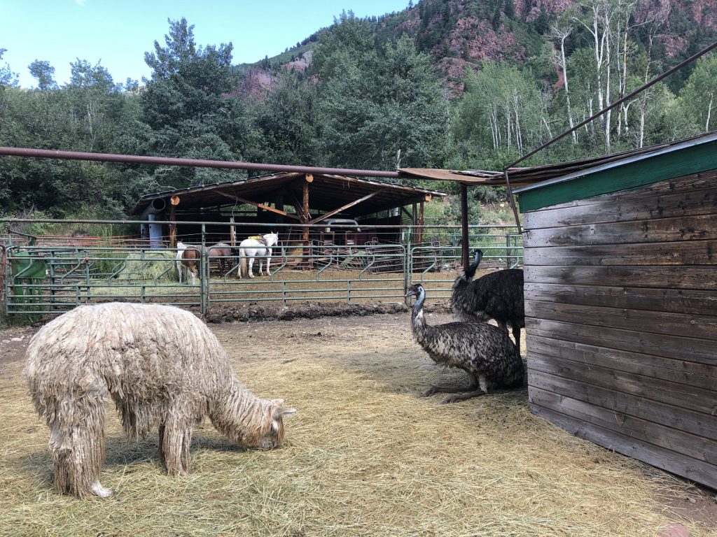 Llamas and Emus on way down from Maroon Bells