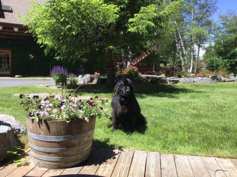 Flathead Lake Lodge copes well with Covid Summer