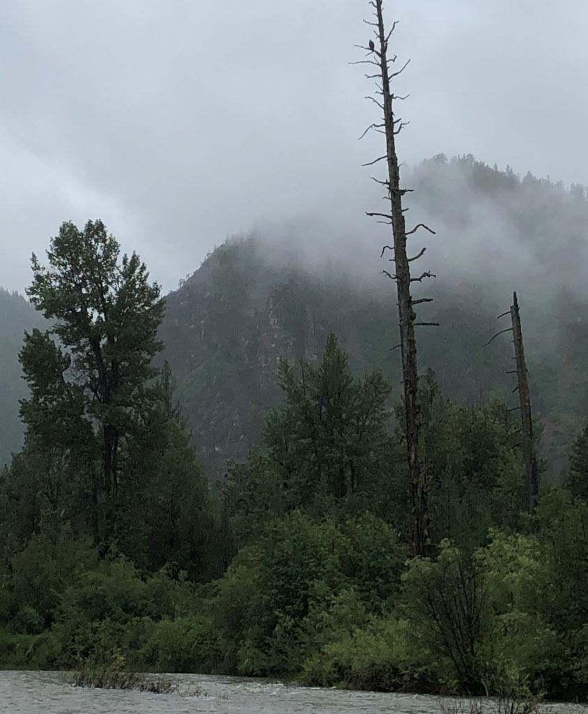 Bald eagle sighted on our fly-fishing trip at Paws Up Resort