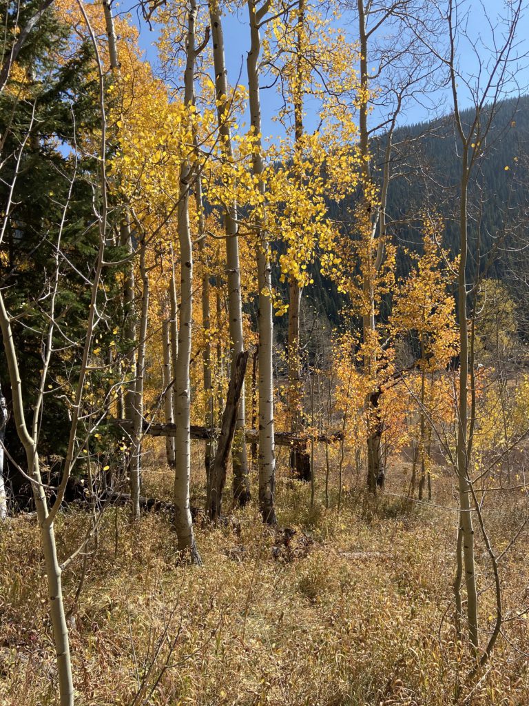 Aspens losing their brilliant fall colors as winter approaches