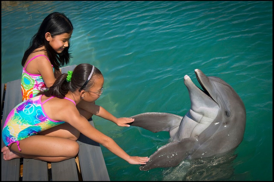 Play with a dolphin right off the dock