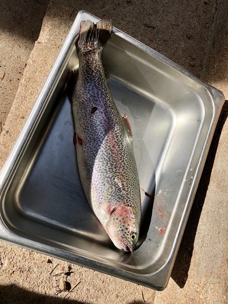 Rainbow trout caught by Andy