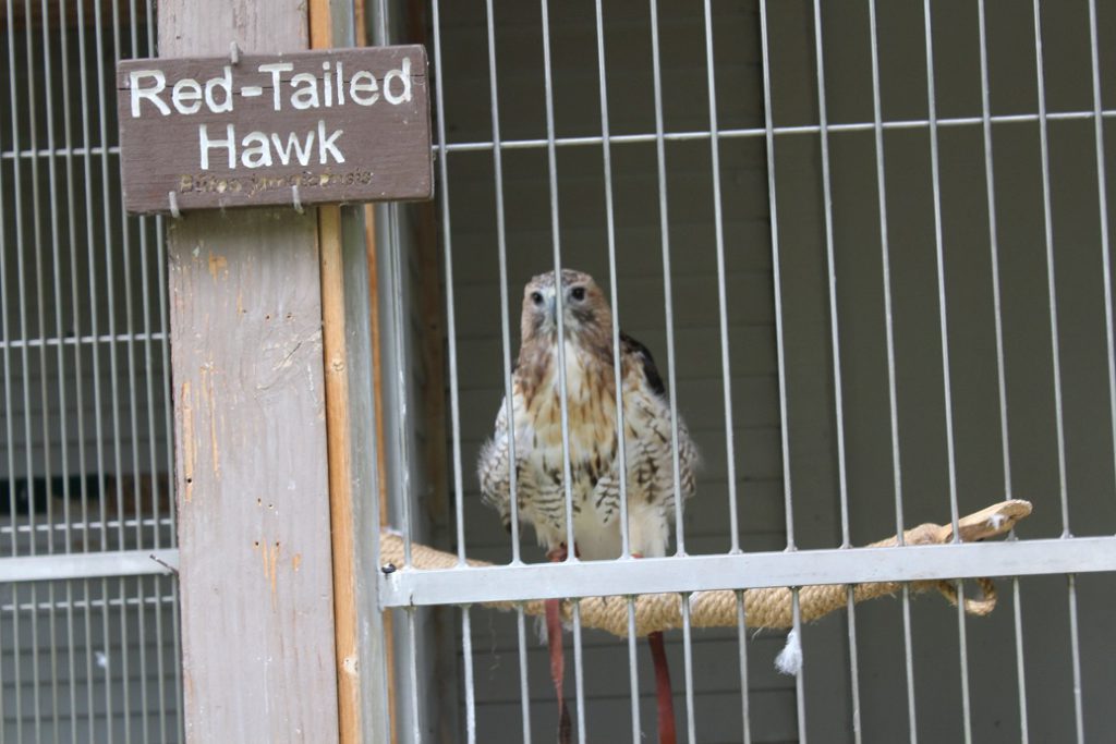 Rescued Hawk at ACES in Aspen