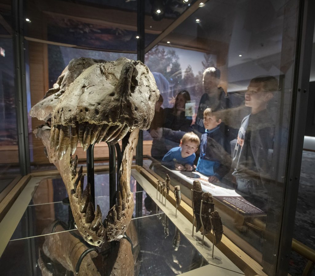 SUE skull at Field Museum in Chicago