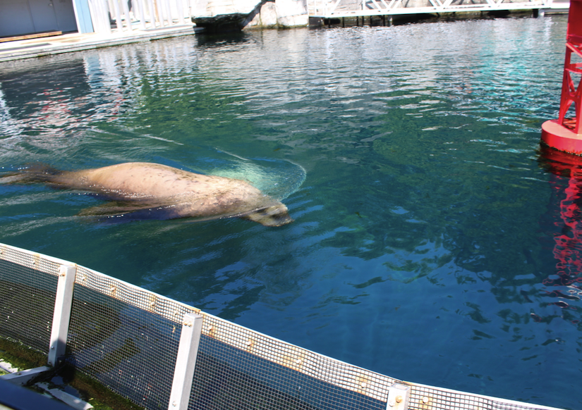 The rescued blind sea lion Señor Cinco at Vancouver Aquarium