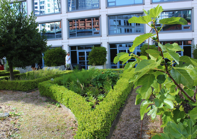 Produce and herbs growing on the terrace at Fairmont Waterfront