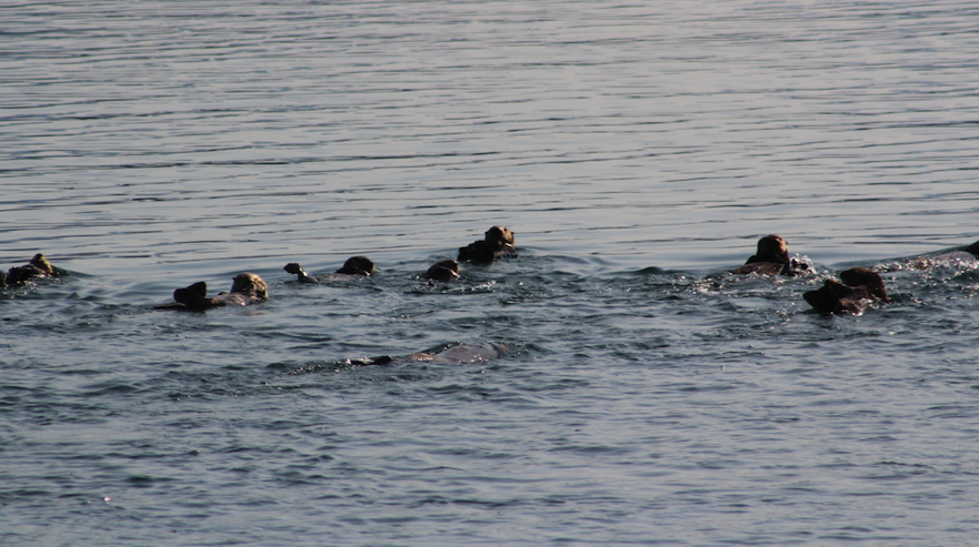 A raft of Sea Otters near Sitka