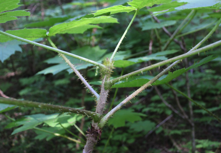 The thorny Devil's Club plant that is used in salves and lotions