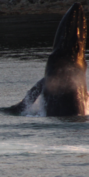 A humpback whale does a "chin lob" in the waters near Juneau