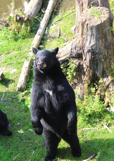 Bandit the rescued black bear in Sitka