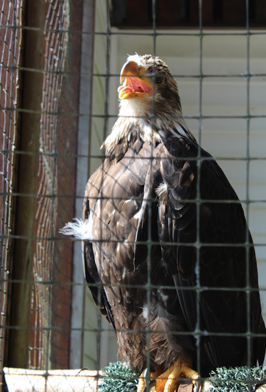 A injured juvenile Bald Eagle in Sitka