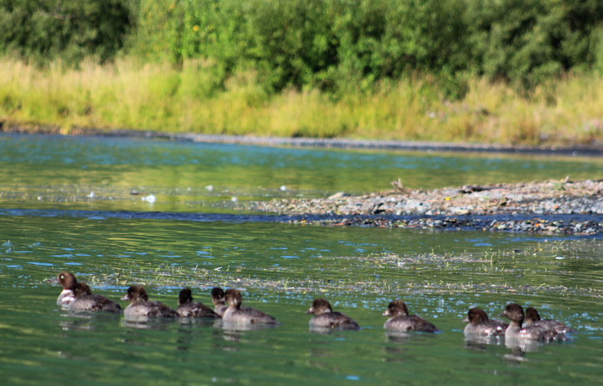 A family of Barrows Golden-eye ducks on Addison Lake