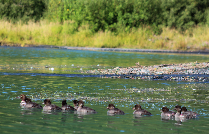 Peace, Solitude, Activity, Yums, more — at Kenai Fjords Glacier Lodge