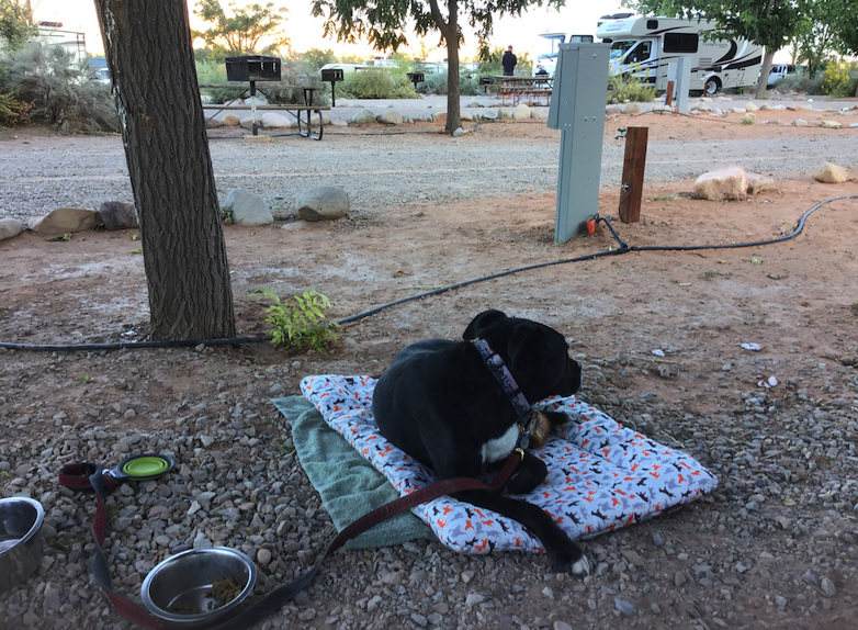 Trooper enjoys the evening air at the KOA Moab Campground