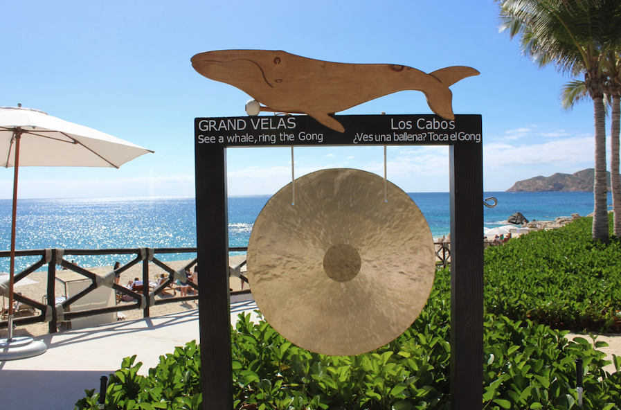 Spot a gray whale, ring the gong at Grand Velas Cabo