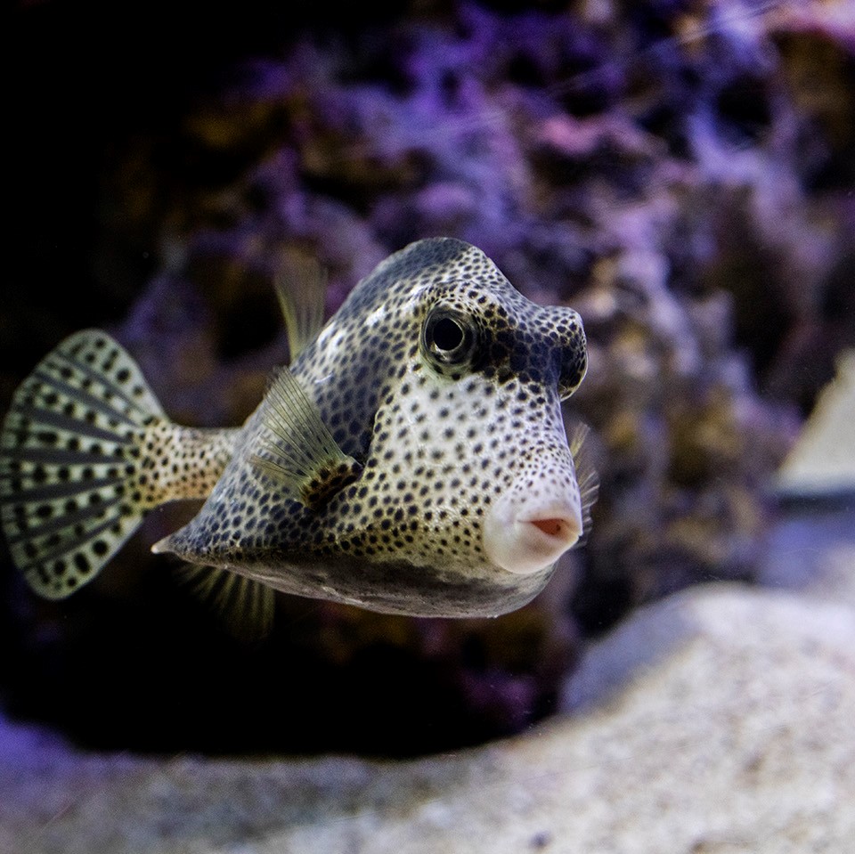 Spotted Trunkfish, Lactophrys bicaudalis at Shedd Aquarium