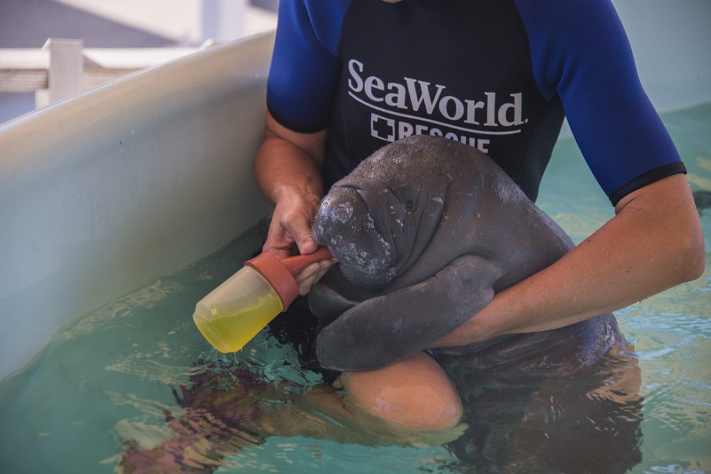 The new SeaWorld Rescue Experience allows guests to get a front row seat to animal rescues