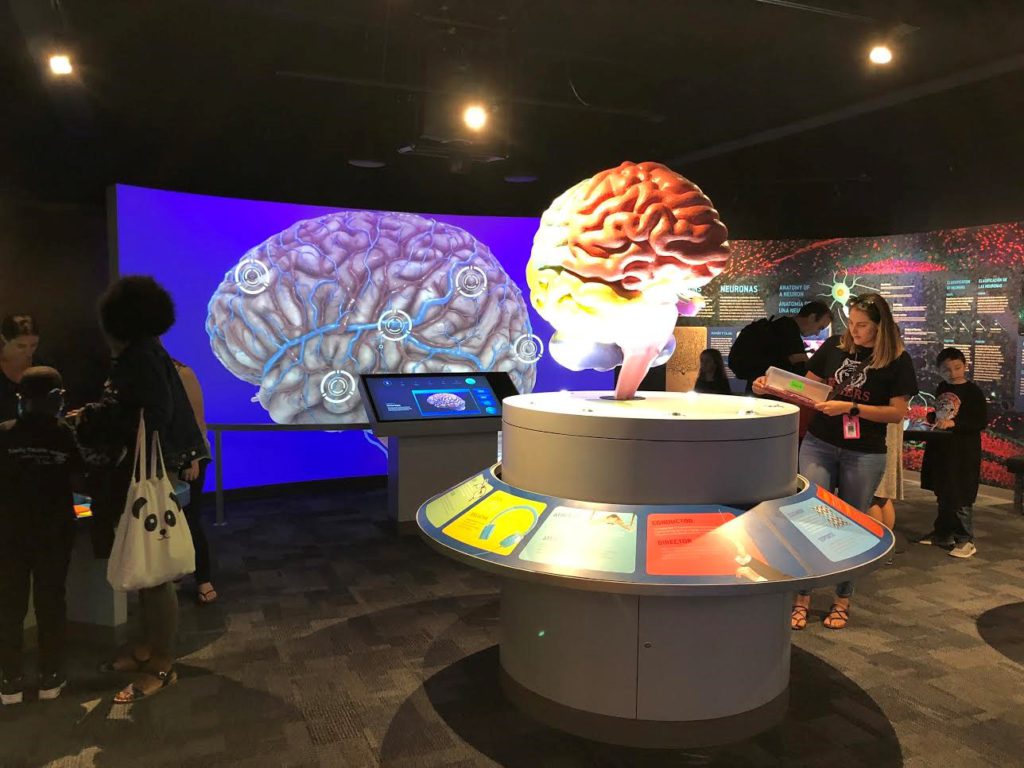 The new human brain exhibit at the Science Center and Aquarium