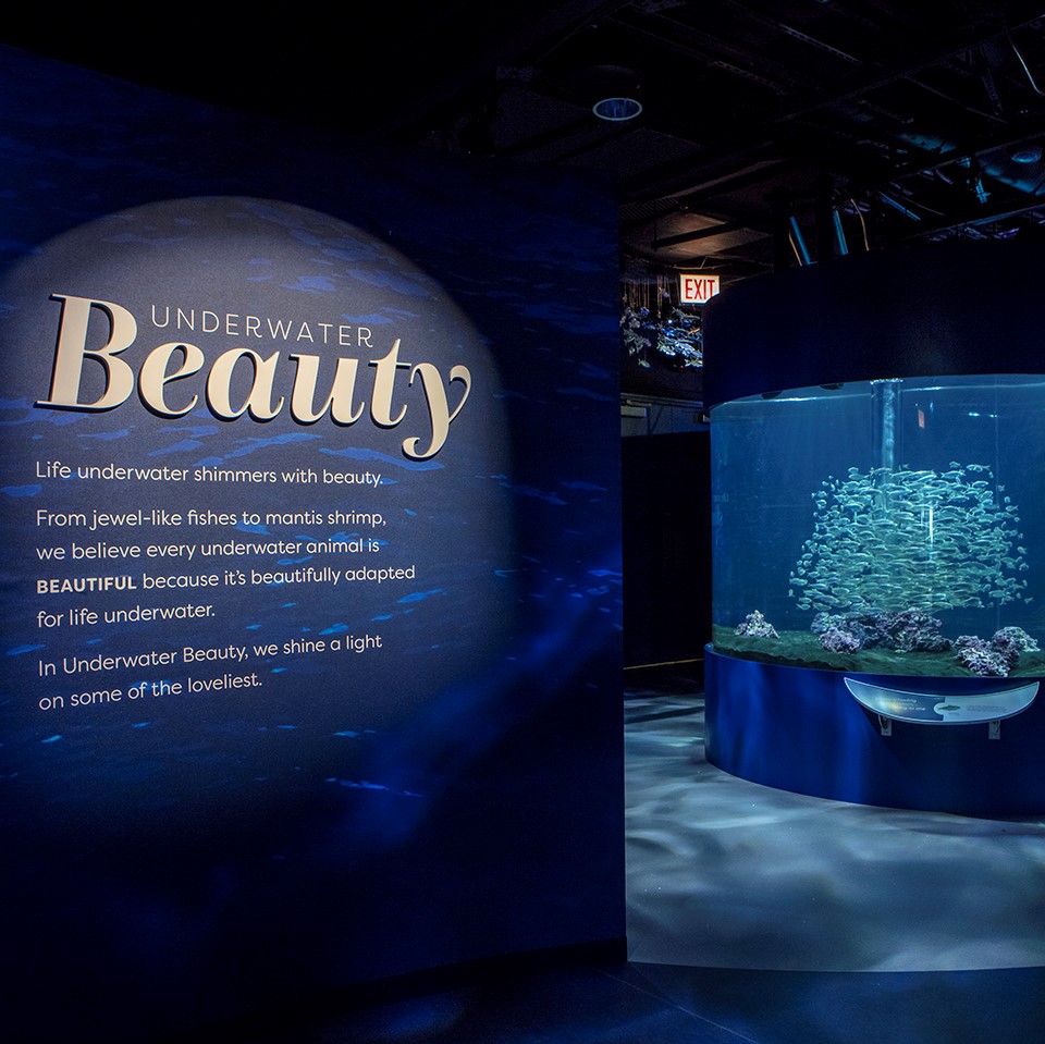 Underwater Beauty exhibit at Chicago’s Shedd Aquarium