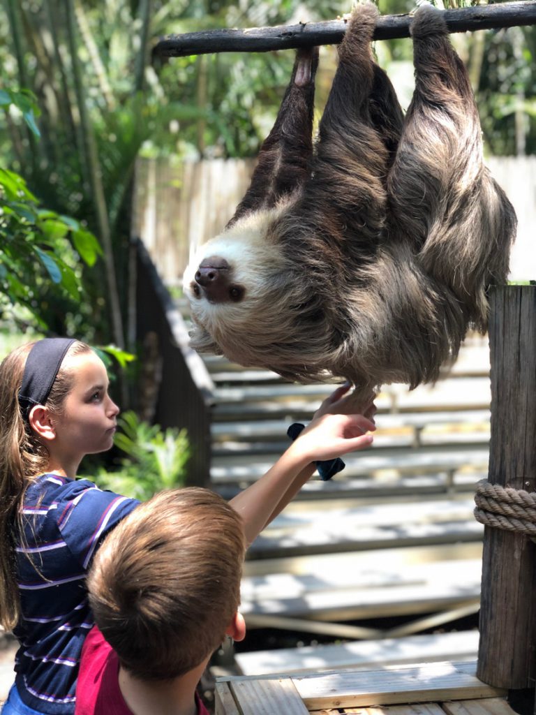 Visiting Wilbur the local celebrity at the Palm Beach Zoo.