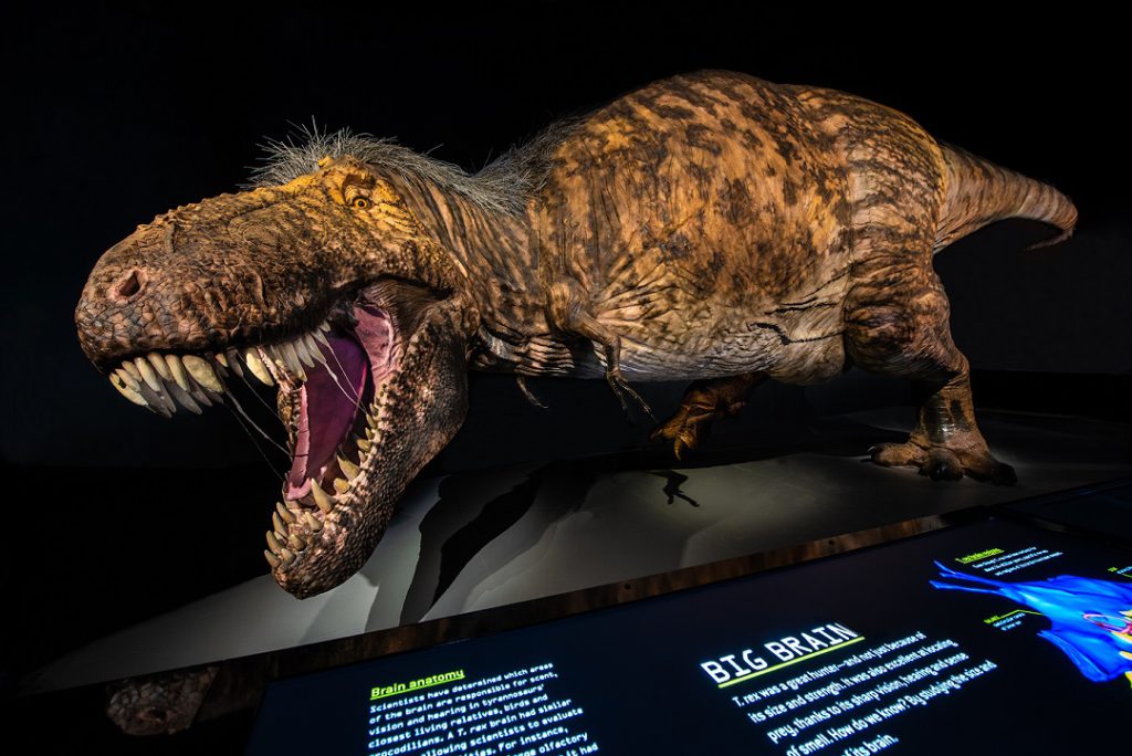 Visitors to T. rex The Ultimate Predator will encounter a massive life-sized model of T. rex with patches of feathers — the most scientifically accurate representation of T. rex to date (1)