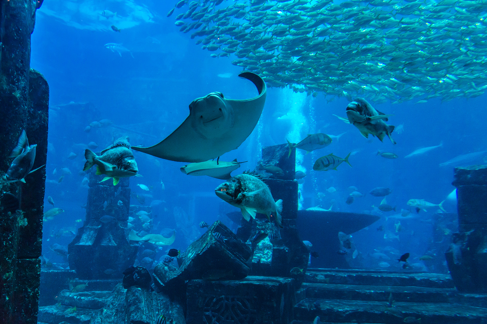 Dubai Aquarium