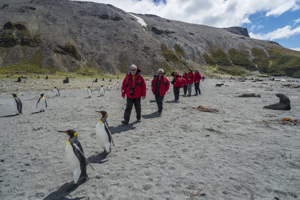 Amid the King Penguin colony on South Georgia Island 2016.