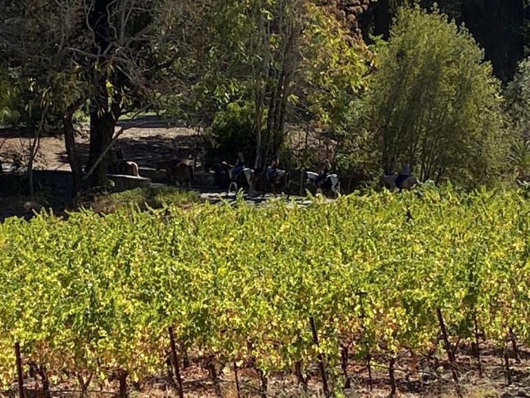 Horse riders at Barthlomew Estate in Sonoma CA