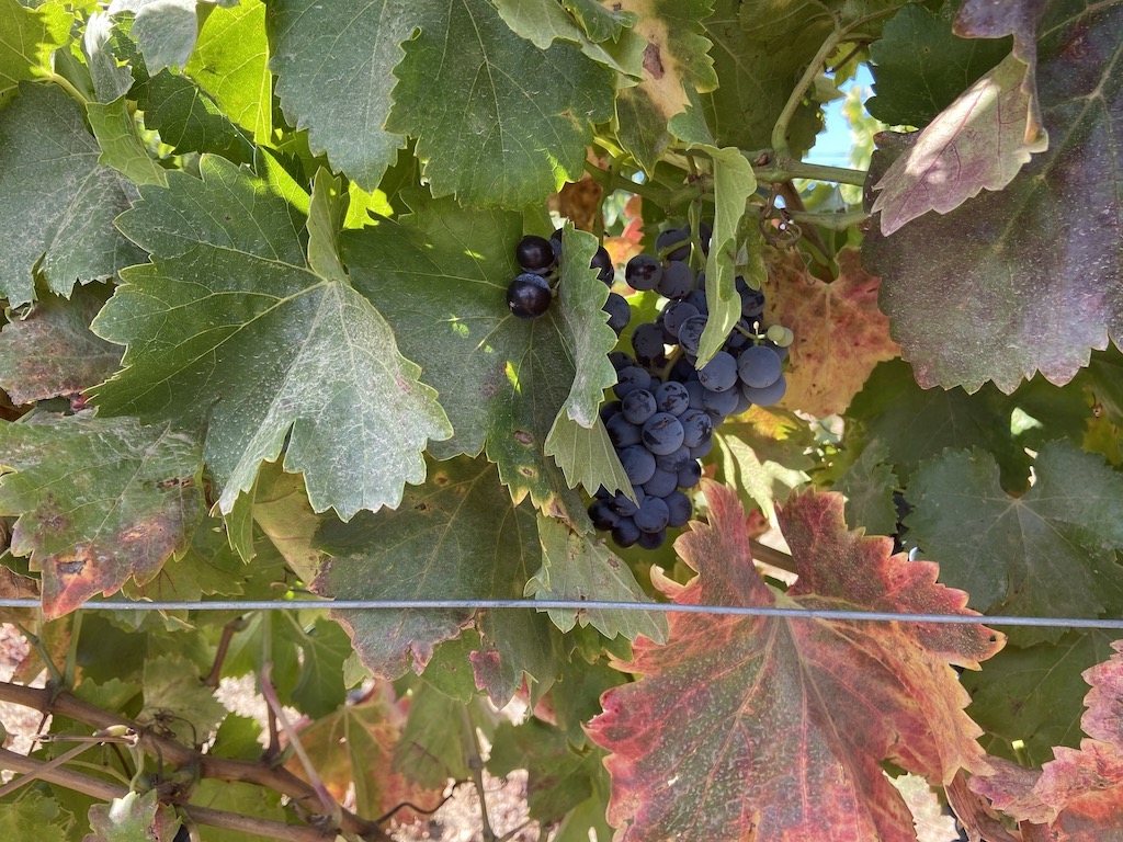 Post-harbest grapes on the vine in Sonoma County CA