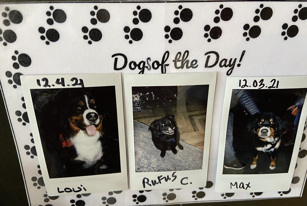 Dogs of the Day at the dog-friendly Gravity Hause Breckenridge