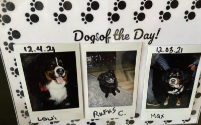 Dogs of the Day at the dog-friendly Gravity Hause Breckenridge
