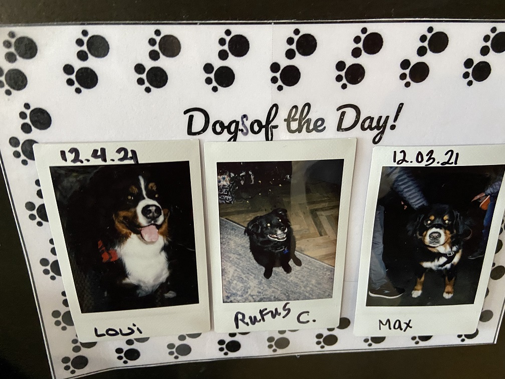 Dogs of the Day at the dog-friendly Gravity Hause Breckenridge