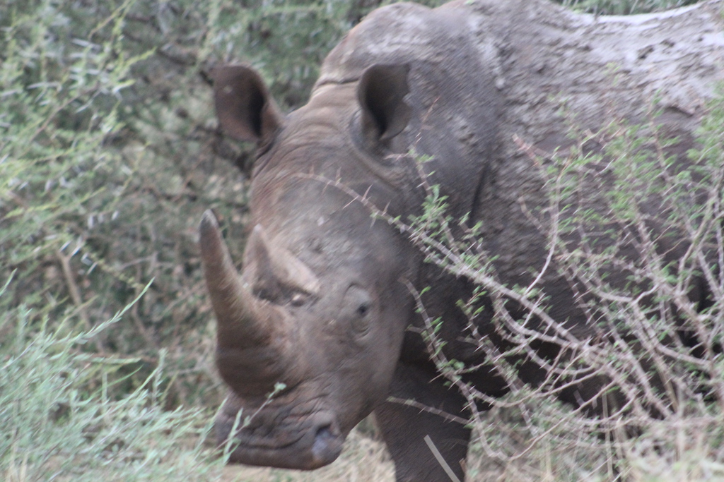 A rhino up close on safari at the Sanctuary camp.