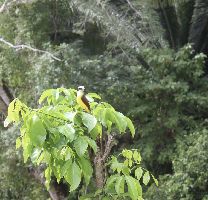 Bird watching is very popular at Chaa Creek with more than 300 species to look for