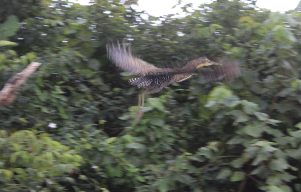 Tiger Heron taking flight on Monkey River
